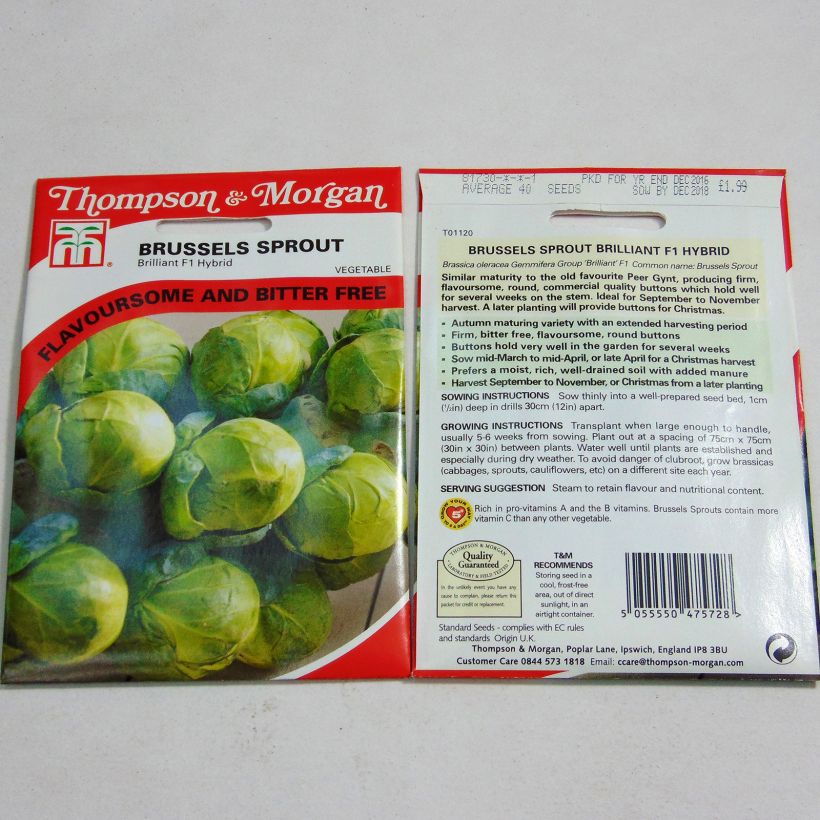 Example of Brussels Sprout Brilliant F1 - Brassica oleracea gemmifera per pack of 40 seeds specimen as delivered