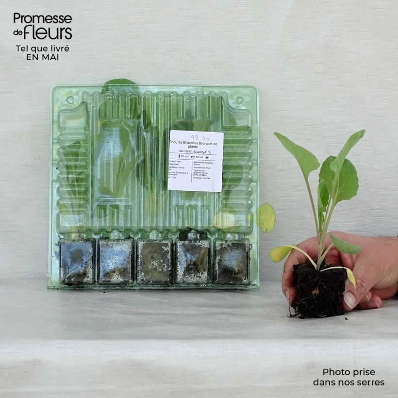 Brussels Sprouts Bronson plants - Brassica oleracea gemmifera Root ball 4cm x 4.5cm sample as delivered in spring