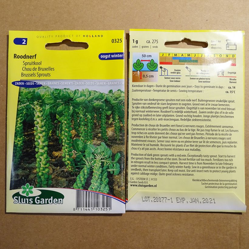 Example of Brussels sprouts Roodnerf per pack of 500 seeds (2g) specimen as delivered