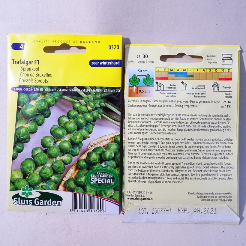 Example of Brussels sprouts Trafalgar F1 per pack of 30 seeds specimen as delivered