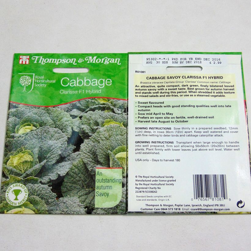 Example of Cabbage Milan Clarissa F1 - Brassica oleracea sabauda per pack of 30 seeds specimen as delivered