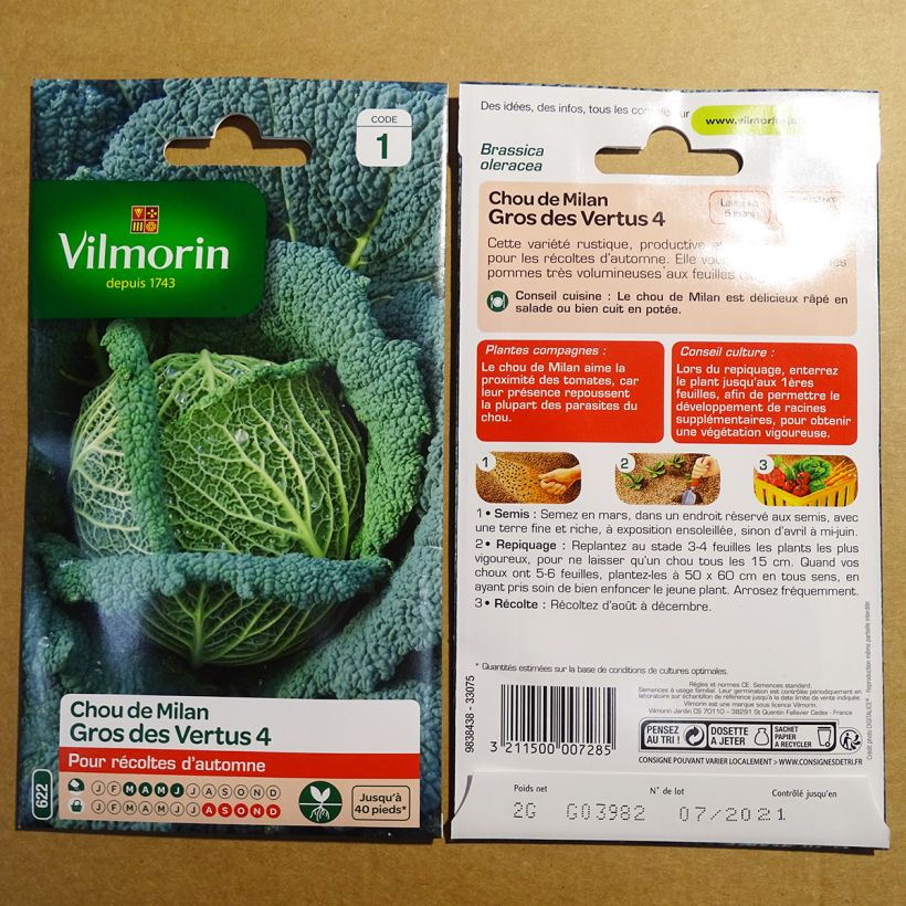 Example of Savoy Cabbage Vertus - Vilmorin Seeds per pack of 800 seeds (2g) specimen as delivered