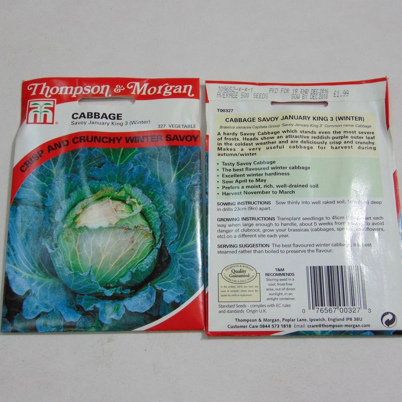 Example of Cabbage January King 3 - Brassica oleracea capitata per pack of 500 seeds specimen as delivered