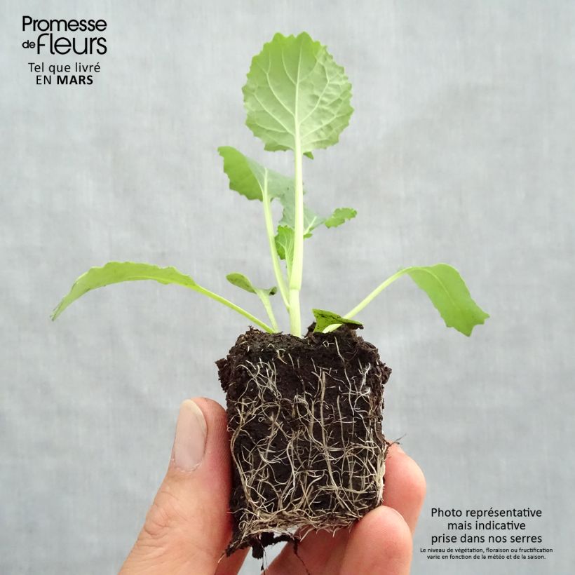 Cabbage Manon F1 plants - Brassica oleracea sabauda sample as delivered in spring