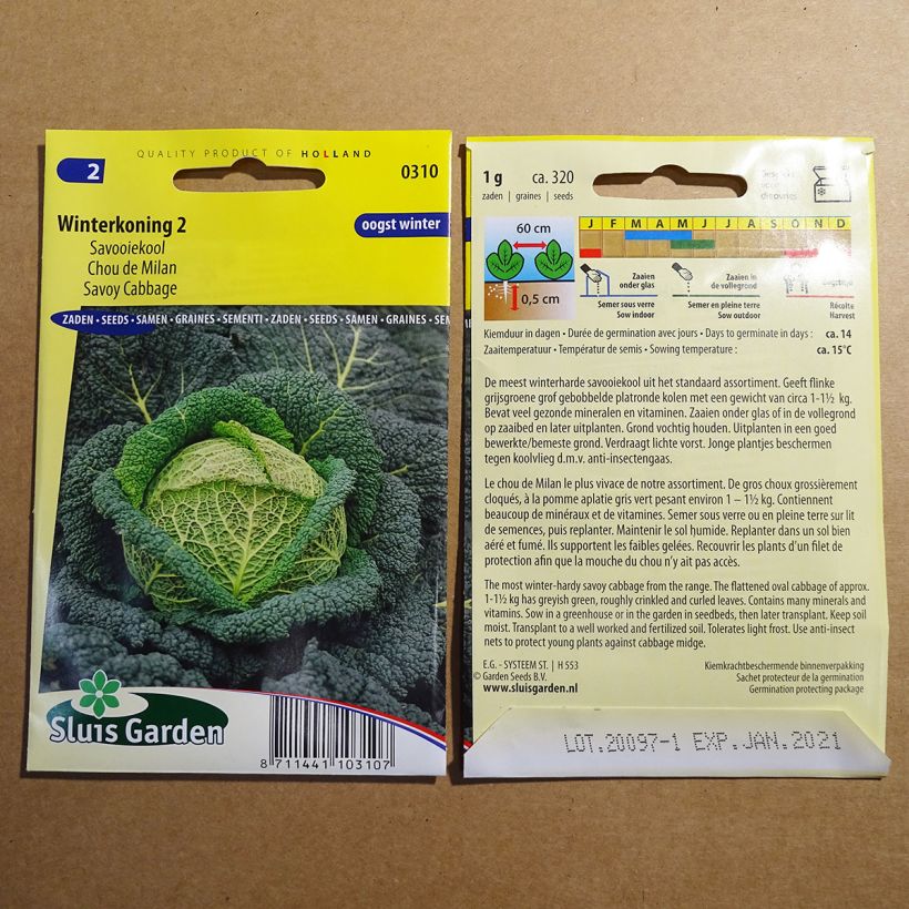Example of Savoy Cabbage Winter King 2 per pack of 320 seeds (1g) specimen as delivered