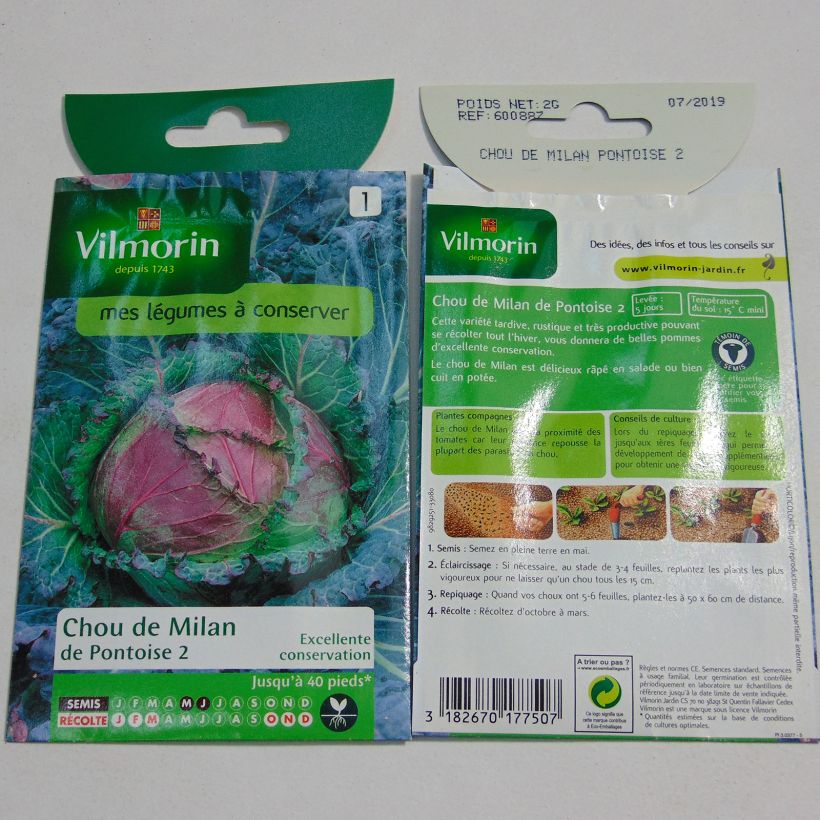 Example of Savoy Cabbage January King - Vilmorin Seeds per pack of 1200 seeds (2g) specimen as delivered