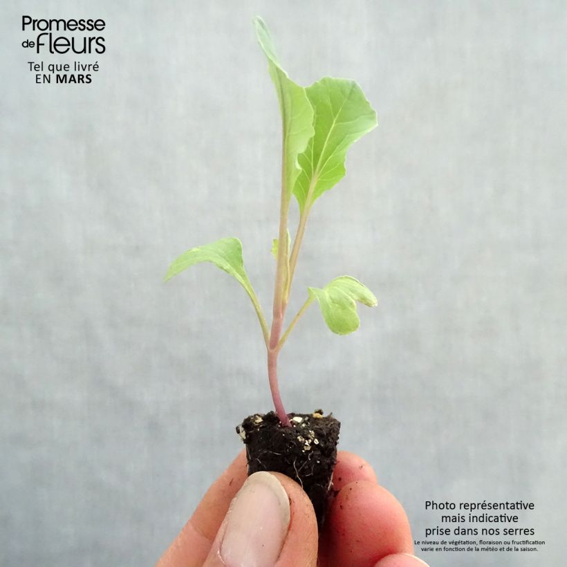Organic Cauliflower Thabor plugs - Brassica oleracea Plug plant 1.5/2.5 cm sample as delivered in spring
