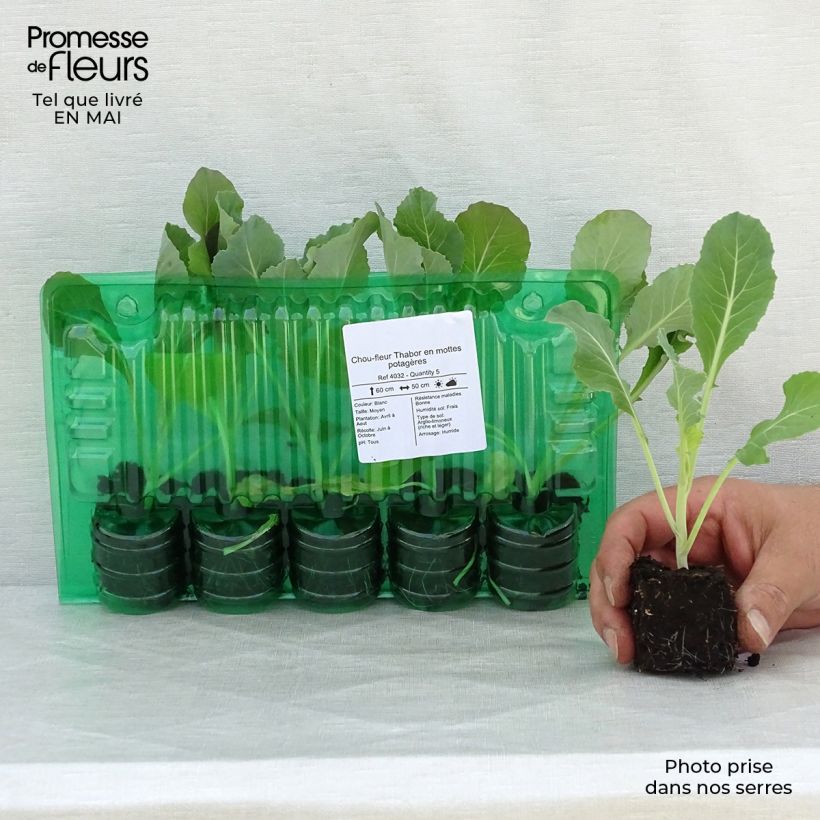 Cauliflower Thabor plugs - Brassica oleracea Root ball 4cm x 4.5cm sample as delivered in spring