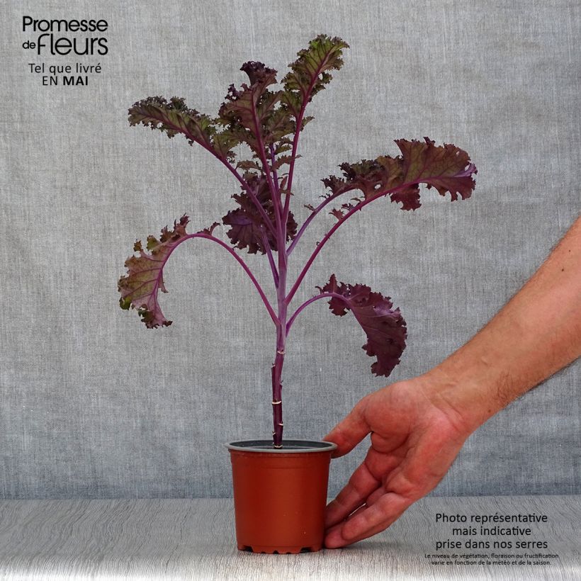 Brassica oleracea Redbor 10cm/11cm pot sample as delivered in spring
