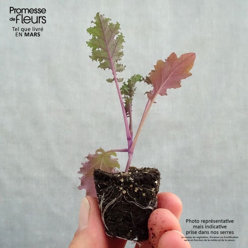 Brassica oleracea Redbor Plug plant 3/4cm sample as delivered in spring