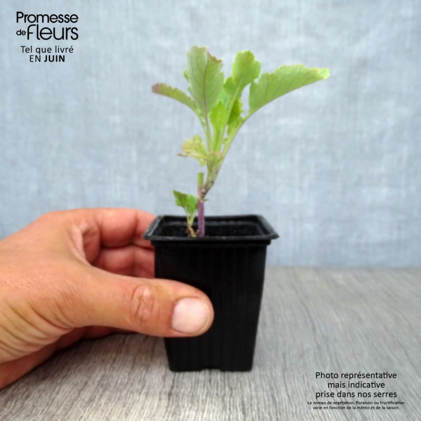 Organic Daubenton Perpetual Cabbage - Brassica oleracea 7/8 cm pot sample as delivered in summer