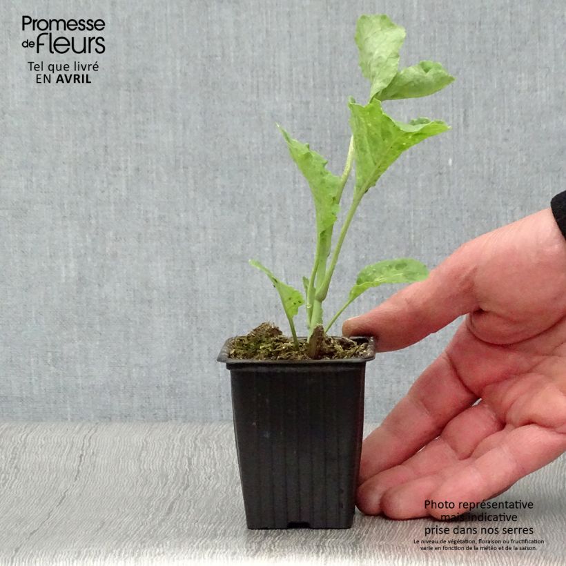 Organic Daubenton Perpetual Cabbage - Brassica oleracea sample as delivered in spring