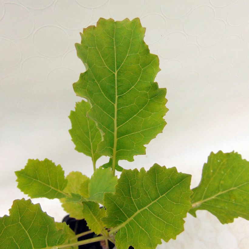 Organic Daubenton Perpetual Cabbage - Brassica oleracea (Foliage)