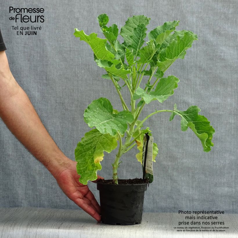 Daubenton's Perpetual Cabbage plant - Brassica oleracea ramosa 1.5L/2L pot sample as delivered in summer