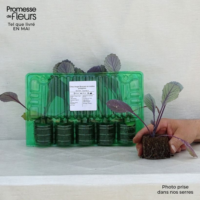 Buscaro Red Cabbage plugs Root ball 4cm x 4.5cm sample as delivered in spring