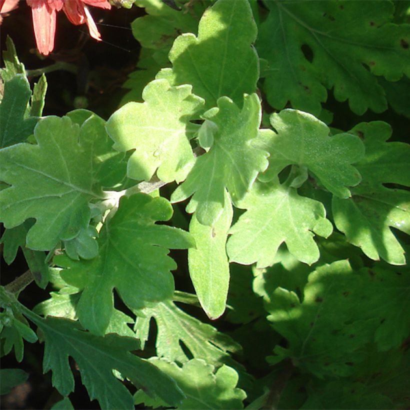 Chrysanthemum Duchess of Edinburgh (Foliage)