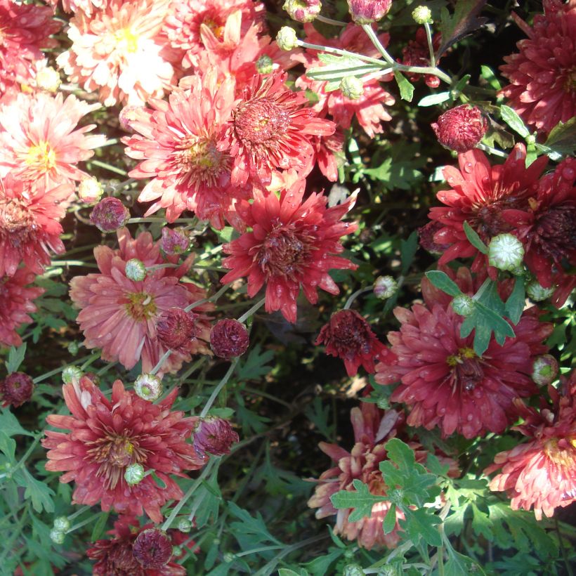 Chrysanthemum Duchess of Edinburgh (Flowering)