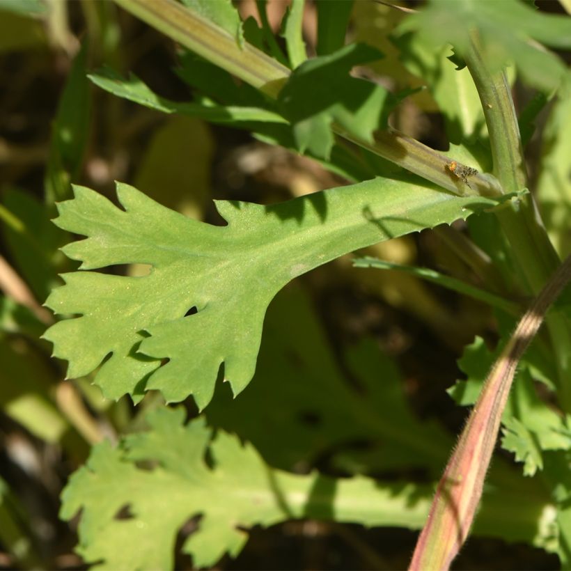 Chrysanthemum segetum - Corn Marigold (Foliage)