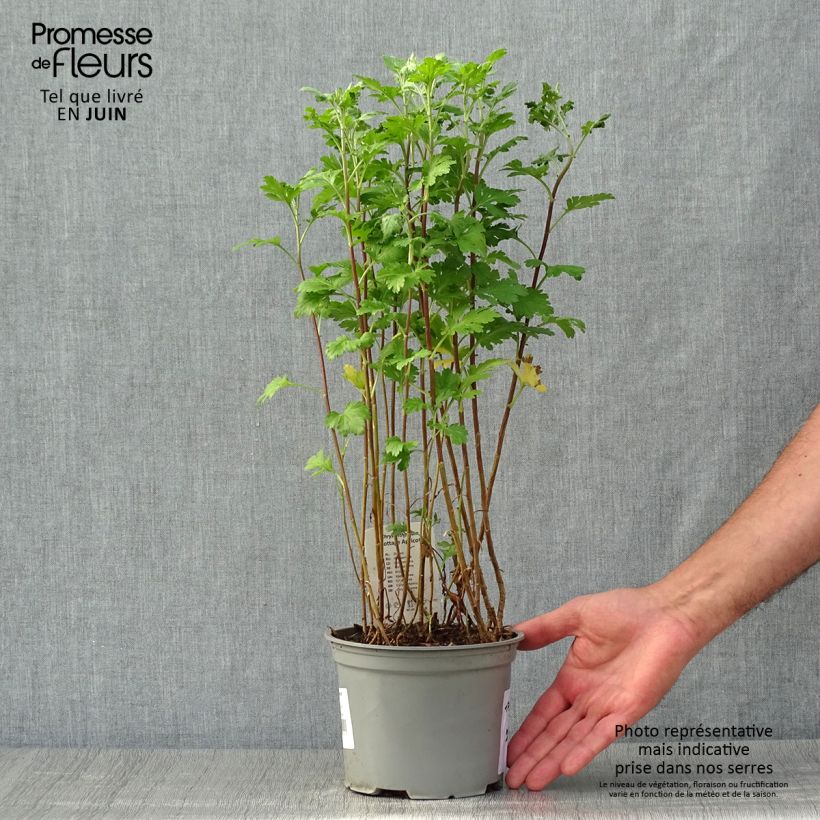 Chrysanthemum indicum Cottage Apricot 2L/3L pot sample as delivered in summer