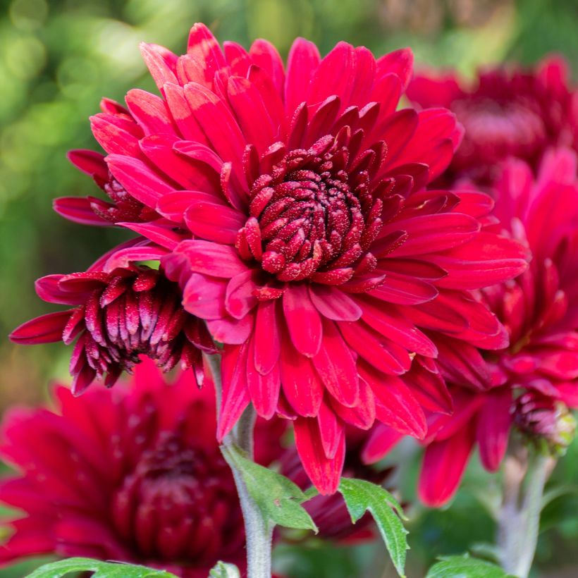 Chrysanthemum indicum Herbstrubin (Flowering)