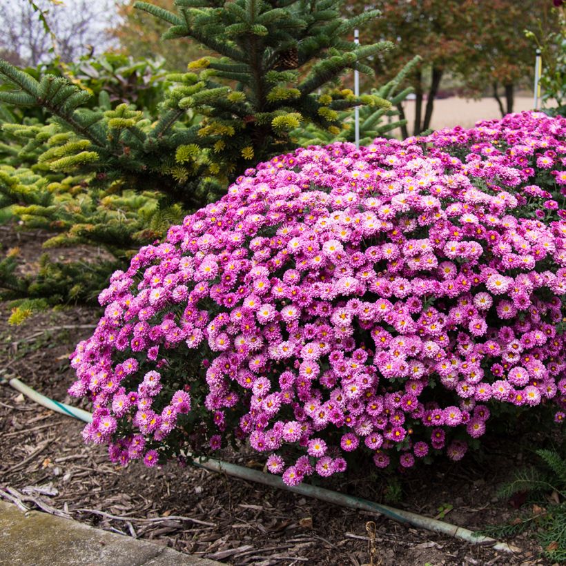 Chrysanthemum indicum Mei Kyo (Plant habit)