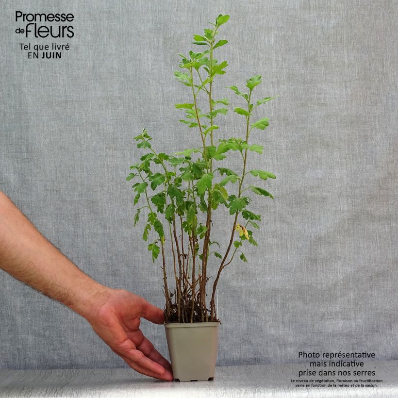 Chrysanthemum Poesie 8/9 cm pot sample as delivered in summer