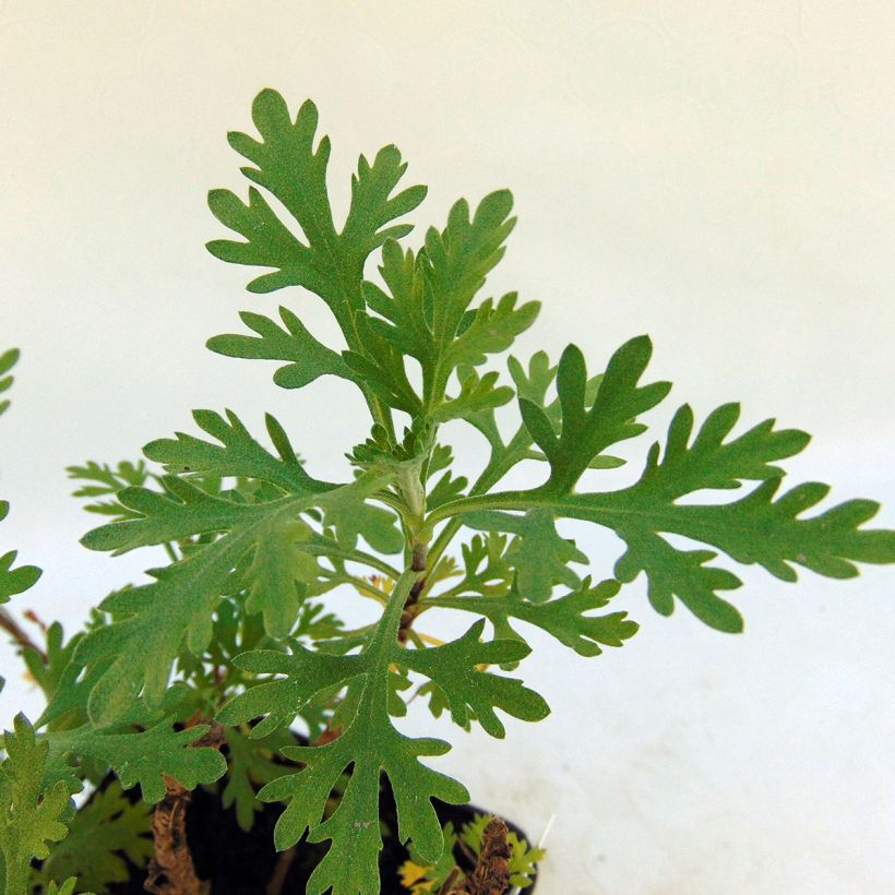 Chrysanthemum rubellum Clara Curtis (Foliage)