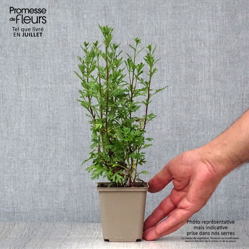 Chrysanthemum rubellum Clara Curtis 8/9 cm pot sample as delivered in summer