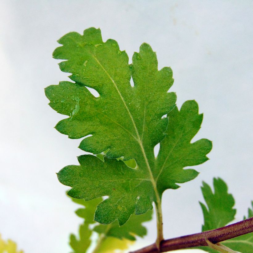 Chrysanthemum rubellum Last Sun (Foliage)