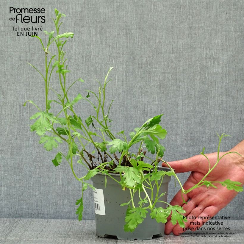 Chrysanthemum Mary Stoker 2L/3L pot sample as delivered in summer