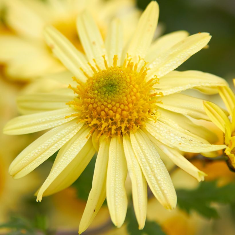 Chrysanthemum arcticum Schwefelglanz (Flowering)