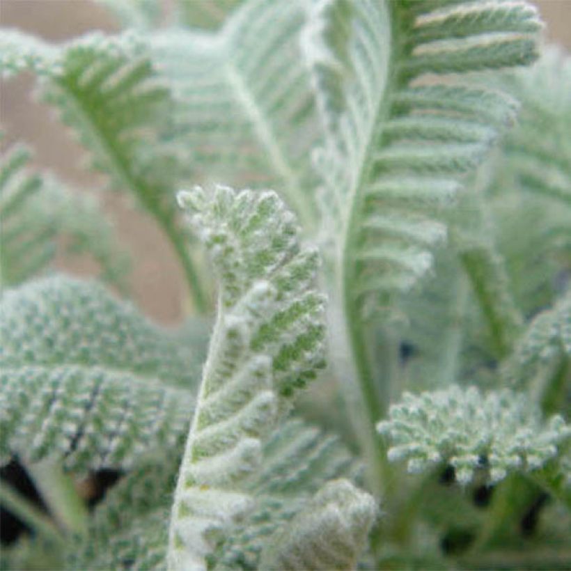 Tanacetum haradjanii (Foliage)