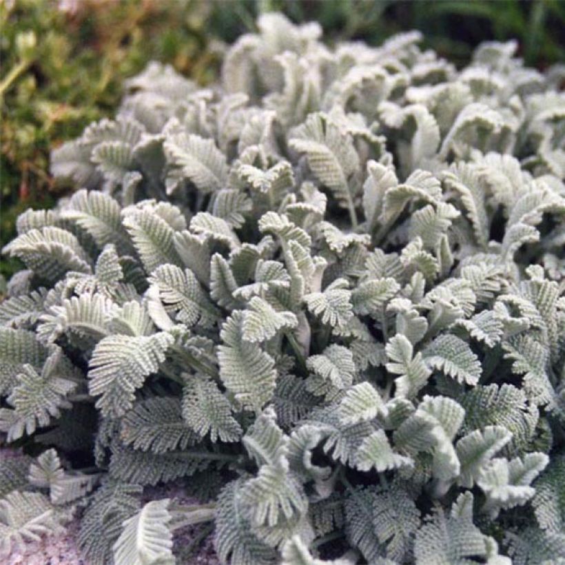 Tanacetum haradjanii (Plant habit)