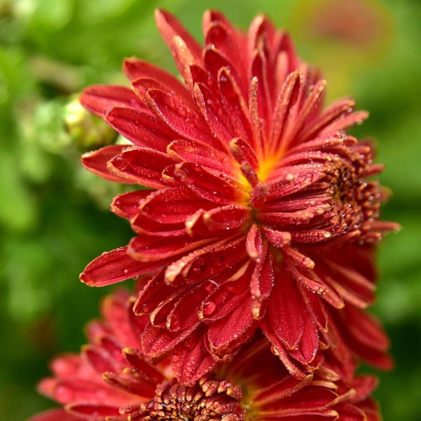 Chrysanthemum Brennpunkt (Flowering)