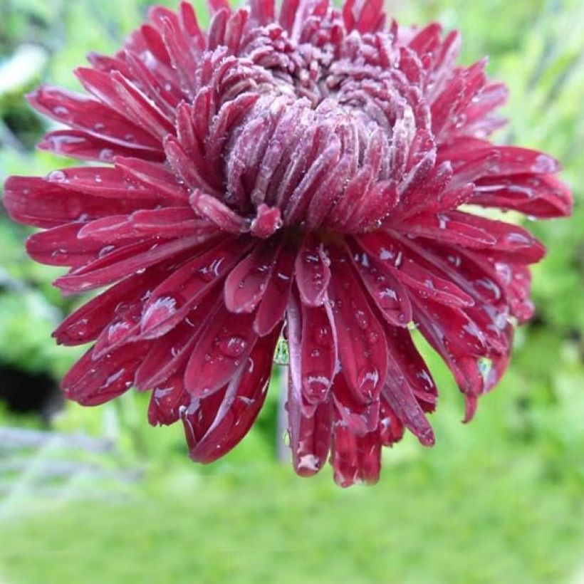 Chrysanthemum indicum Cedie Mason (Flowering)