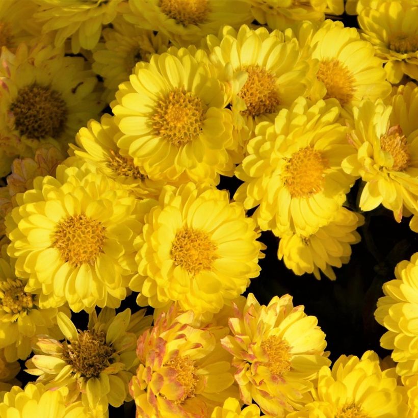 Chrysanthemum indicum Goldmarianne (Flowering)