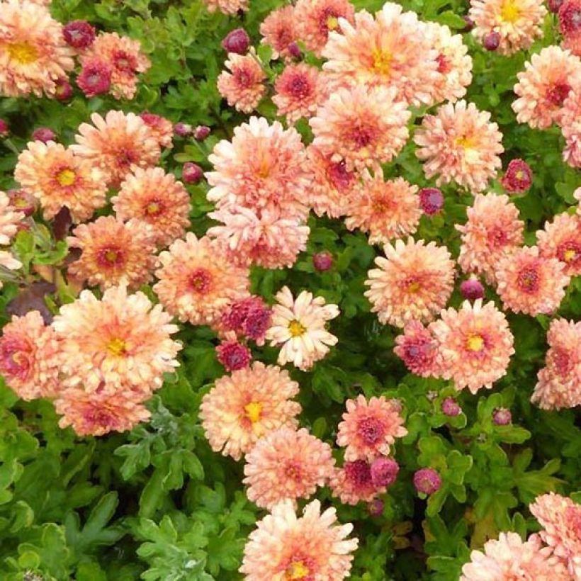 Chrysanthemum indicum Herbstbrokat (Foliage)