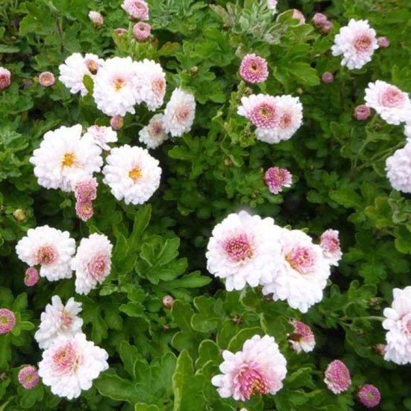 Chrysanthemum indicum Julia (Foliage)