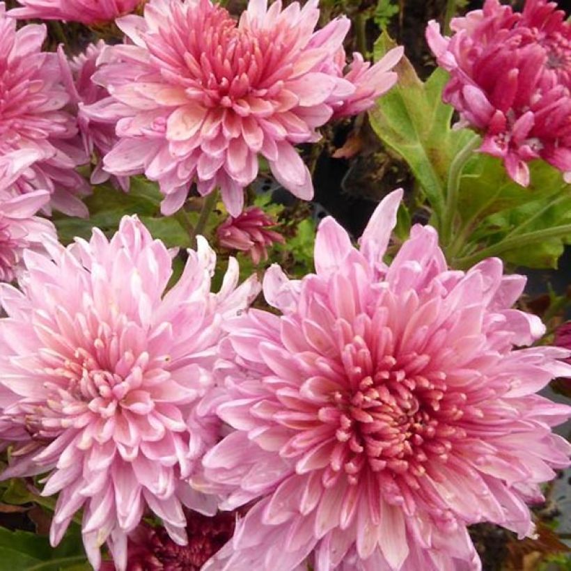 Chrysanthemum Orchid Helen (Flowering)