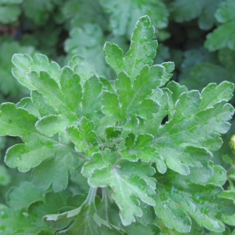 Chrysanthemum Poesie (Foliage)