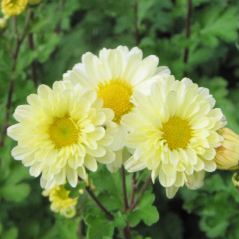 Chrysanthemum Poesie (Flowering)