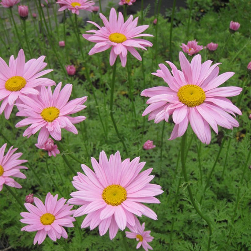 Chrysanthemum rubellum Clara Curtis (Flowering)