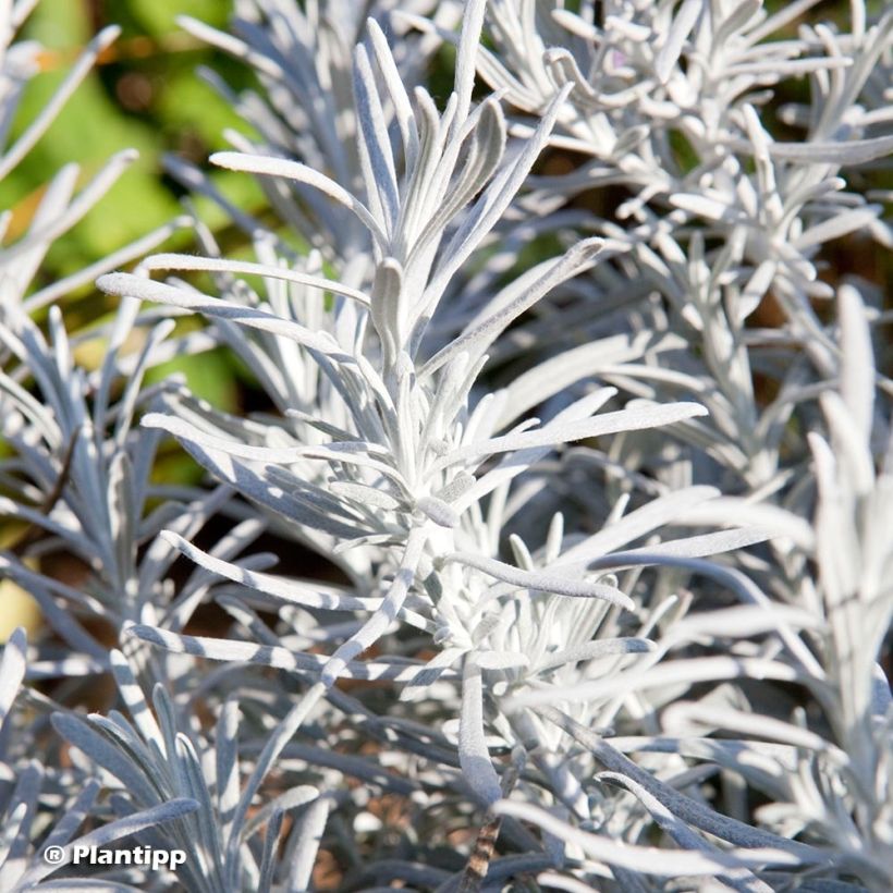 Chrysocephalum apiculatum Korma (Foliage)