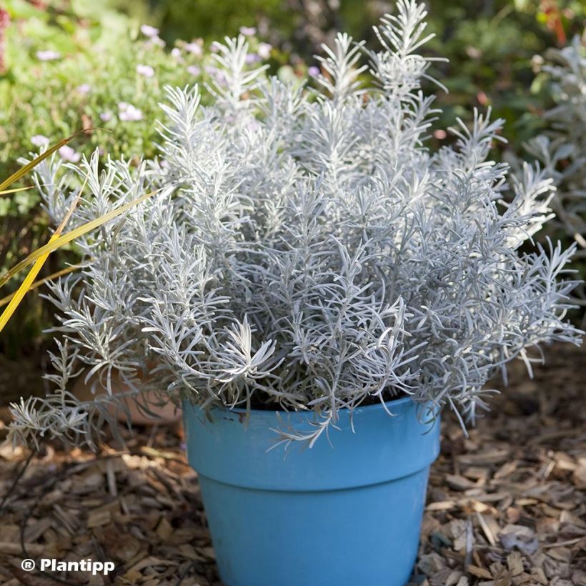 Chrysocephalum apiculatum Korma (Plant habit)