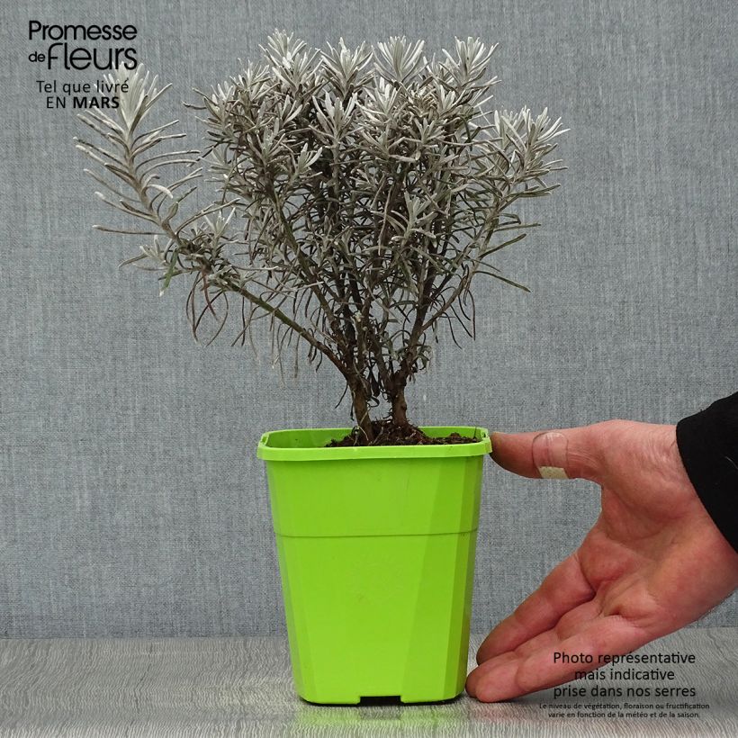 Chrysocephalum apiculatum Korma 1.5L/2L pot sample as delivered in spring