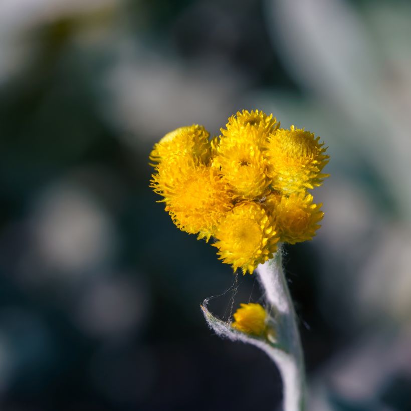 Chrysocephalum apiculatum Korma (Flowering)