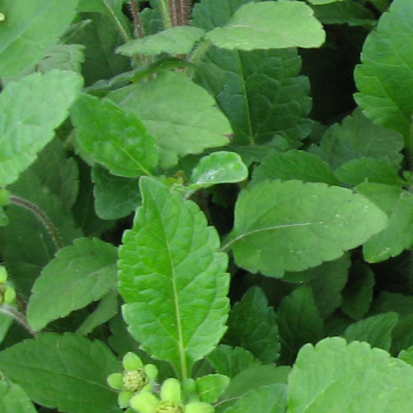 Chrysogonum virginianum (Foliage)