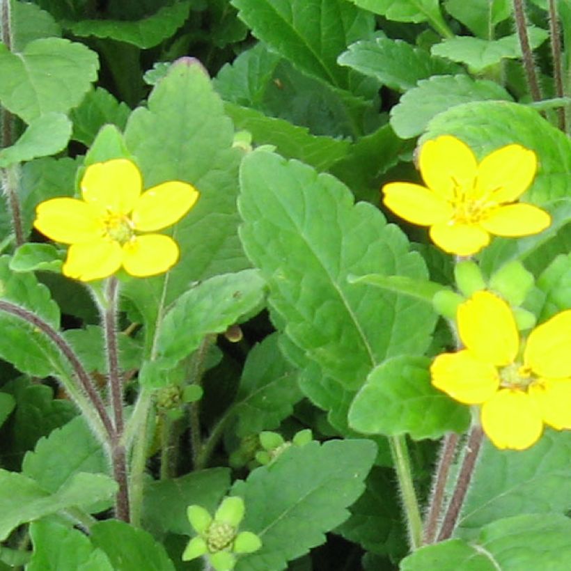 Chrysogonum virginianum (Flowering)