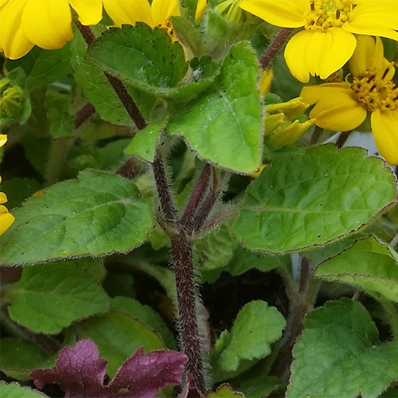 Chrysogonum virginianum André Viette (Foliage)