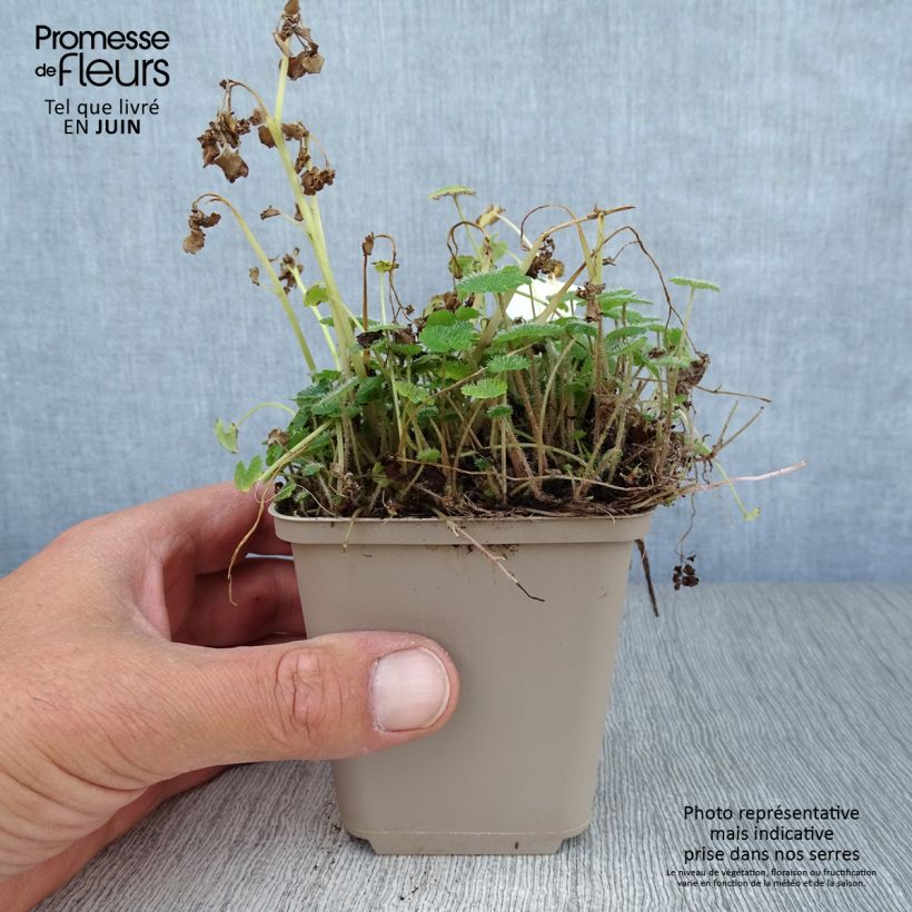 Chrysosplenium alternifolium 7/8 cm pot sample as delivered in summer